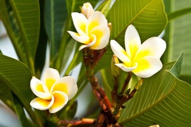 Frangipani, plumeria çiçekler