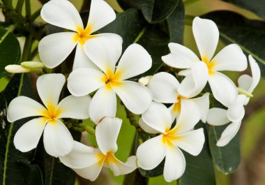 Güzel bahar çiçekleri