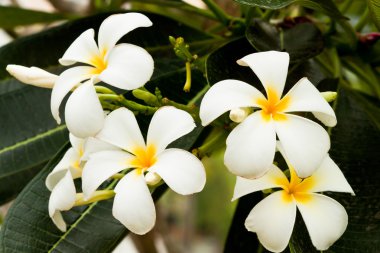 Güzel bahar çiçekleri