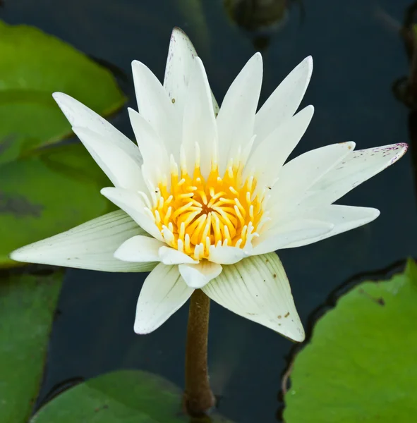 Lotus auf dem Fluss — Stockfoto