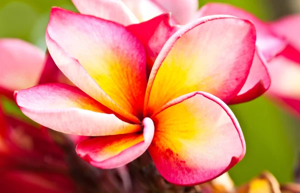 Frangipani, Plumeria flores — Fotografia de Stock