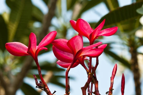 Frangipani, plumeria kwiaty — Zdjęcie stockowe