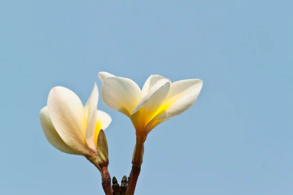 Frangipani, plumeria kwiaty — Zdjęcie stockowe