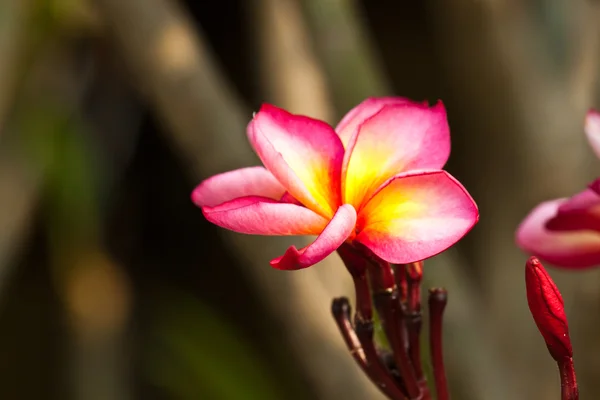 Frangipani, Pflaumenblüten — Stockfoto