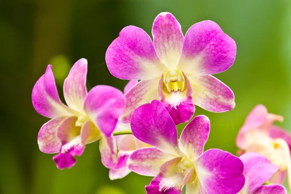 Beautiful purple orchid — Stock Photo, Image