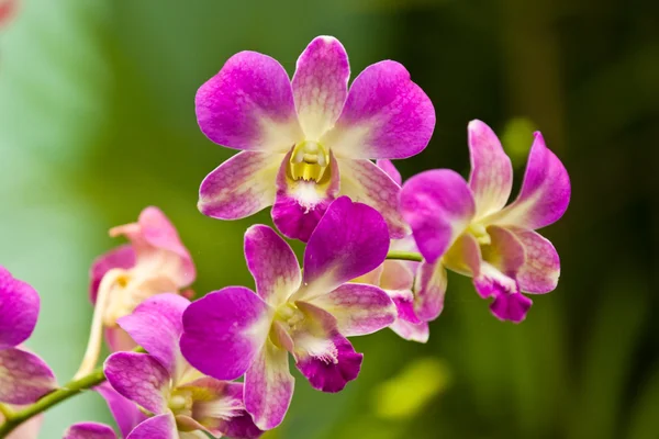 Mooie paarse orchid — Stockfoto