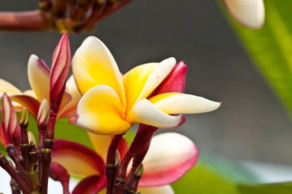 Keře, květiny plumeria — Stock fotografie