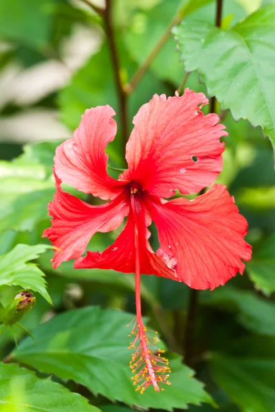 Röd hibiscus blomma — Stockfoto