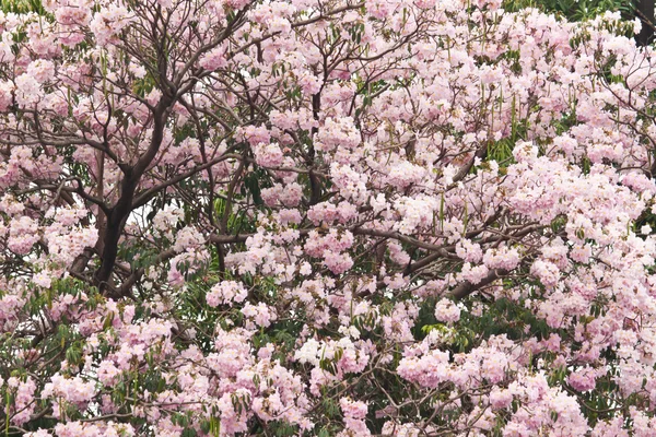 Beautiful spring flowers — Stock Photo, Image