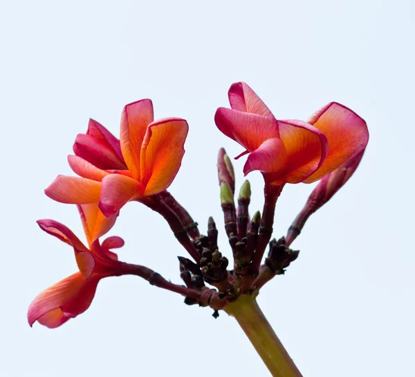 赤素馨花、 鸡蛋花 — 图库照片