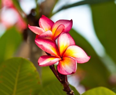 Frangipani, plumeria çiçekler