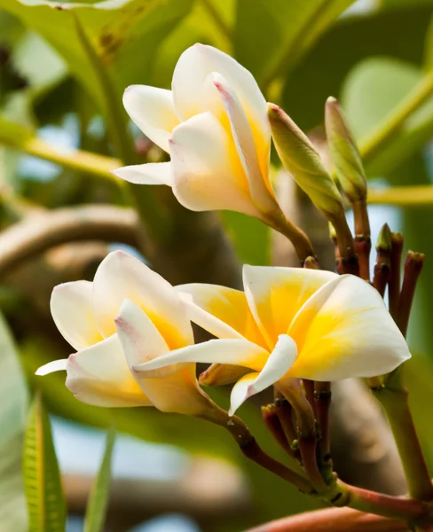 Frangipani, plumeria bloemen — Stockfoto