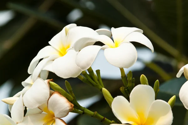 Keře, květiny plumeria — Stock fotografie
