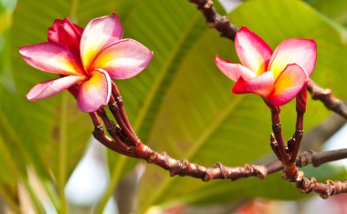 Frangipani, plumeria çiçekler