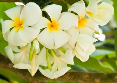 Frangipani, plumeria çiçekler