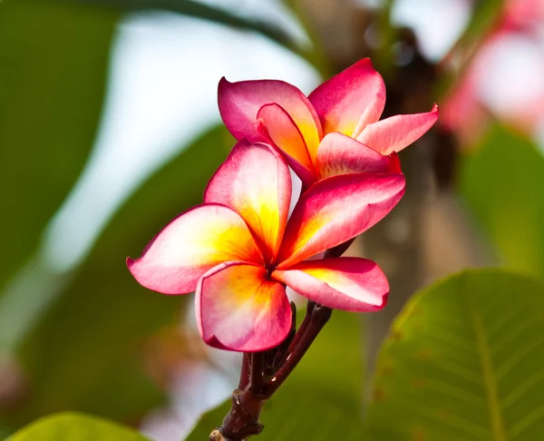 Frangipani, plumeria kwiaty — Zdjęcie stockowe