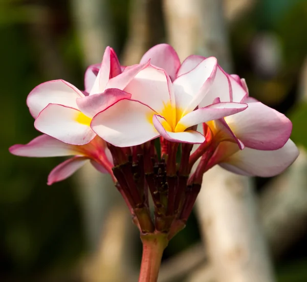 Keře, květiny plumeria — Stock fotografie