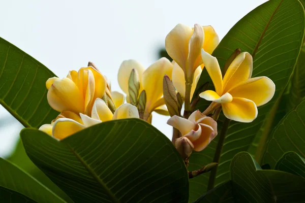 Keře, květiny plumeria — Stock fotografie