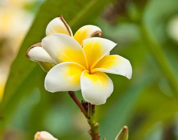 Frangipani, Pflaumenblüten — Stockfoto