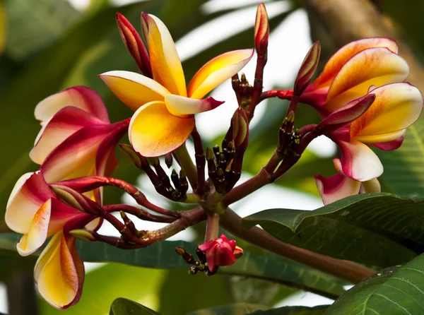 Frangipani, plumeria λουλούδια — Φωτογραφία Αρχείου