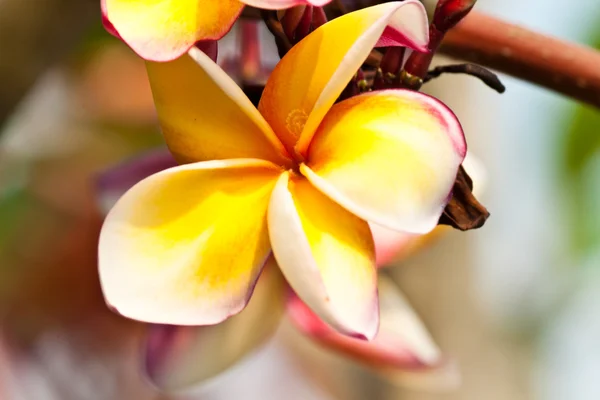 Keře, květiny plumeria — Stock fotografie