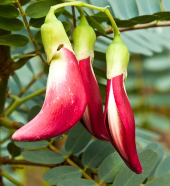 Güzel bahar çiçekleri