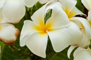 Frangipani, plumeria çiçekler
