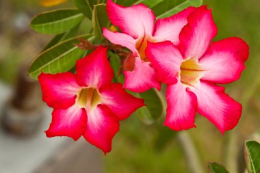 Güzel bahar çiçekleri