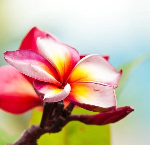 Bellissimi fiori primaverili — Foto Stock