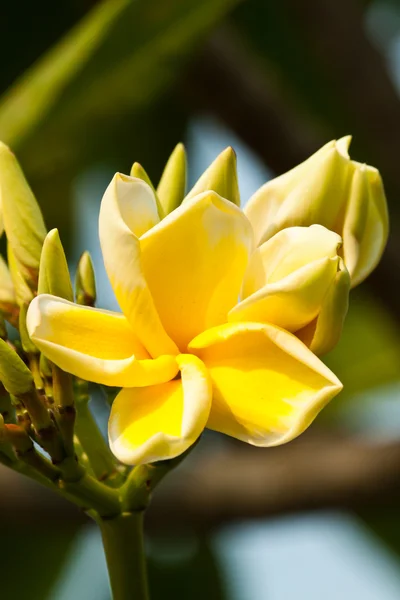 Keře, květiny plumeria — Stock fotografie