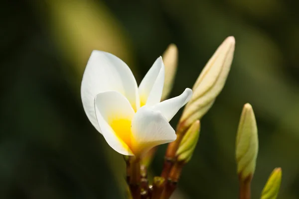 フランジパニ, プルメリアの花 — ストック写真