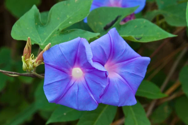 Mooie lentebloemen — Stockfoto