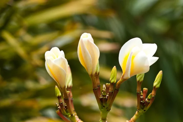 Frangipani, plumeria çiçekler — Stok fotoğraf