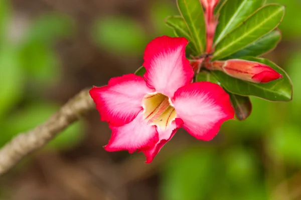 Rózsaszín impala lily közelről — Stock Fotó