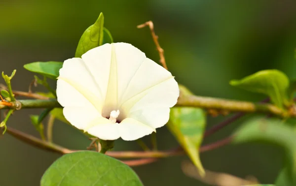 Bellissimi fiori primaverili — Foto Stock