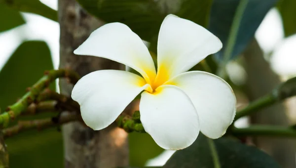 赤素馨花、 鸡蛋花 — 图库照片