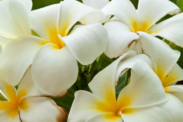 Keře, květiny plumeria — Stock fotografie