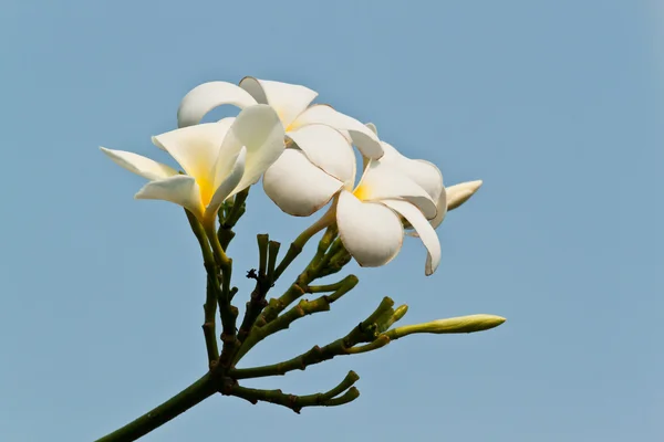 Frangipani, plumeria λουλούδια — Φωτογραφία Αρχείου