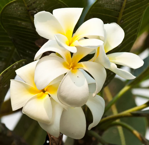 Frangipani, plumeria kwiaty — Zdjęcie stockowe