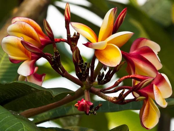 Keře, květiny plumeria — Stock fotografie