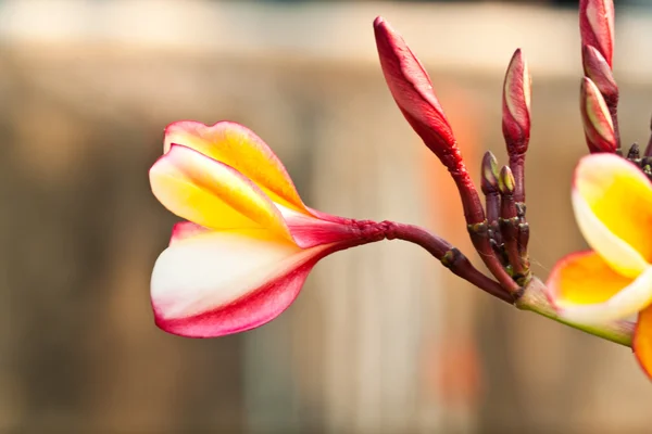 Frangipani,Plumeria flowers — Stock Photo, Image