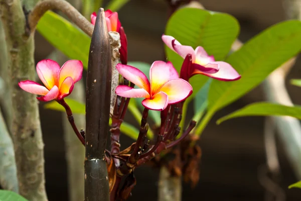 Frangipani, flori Plumeria — Fotografie, imagine de stoc