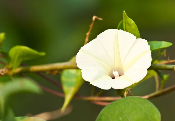 Mooie lentebloemen — Stockfoto