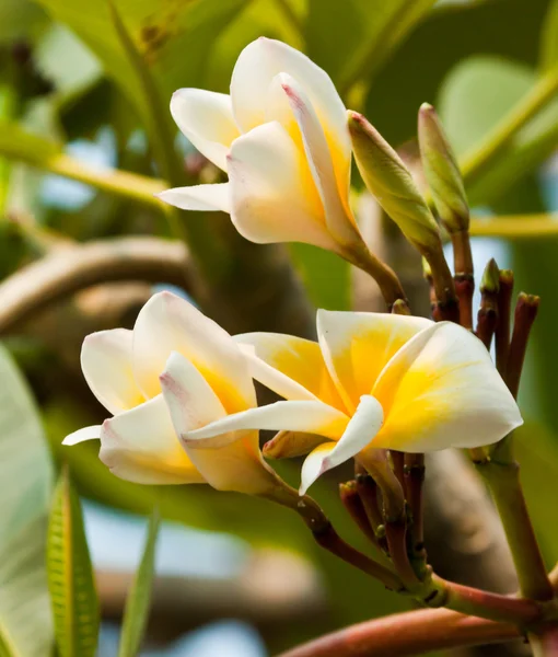 Keře, květiny plumeria — Stock fotografie