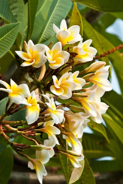 Keře, květiny plumeria — Stock fotografie