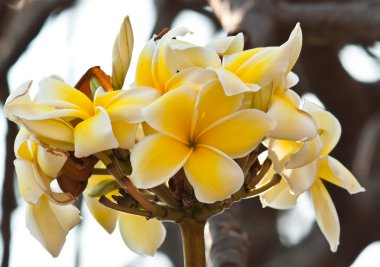 Frangipani, plumeria çiçekler
