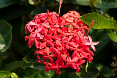 Kırmızı MahS coccinea