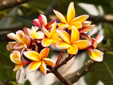 Frangipani, plumeria çiçekler