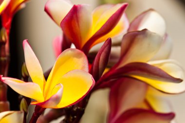 Frangipani, plumeria çiçekler