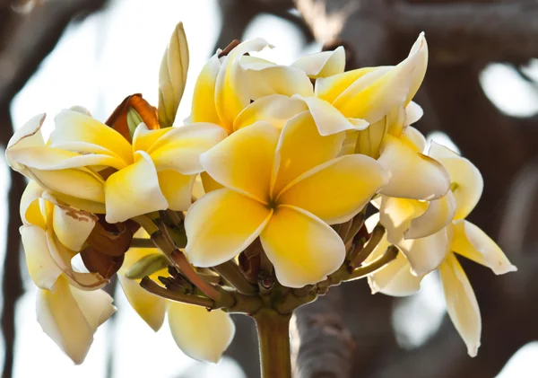 Frangipani, plumeria çiçekler